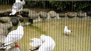 (ギンカモメ)_(５０):(福岡市動物園)