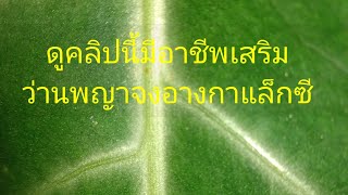 ว่านพญาจงอางดาราจักรและแนะนำอาชีพเสริม