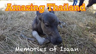 Amazing Thailand | Udon Thani | Deleted scenes