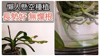 珍奇蝴蝶蘭 懶人懸空種植紫馬丁 無人照顧一個月 長勢好無爛根15/5/2023