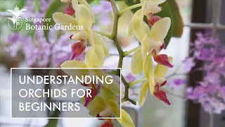 Understanding Orchids For Beginners