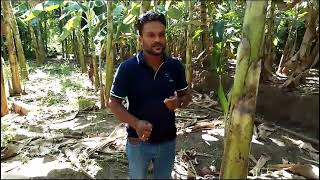 Cultivate Banana Using Improved Fertilizer | Ran Aswannata Maga