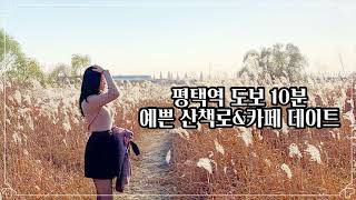 평택 안성천 구경하기 ❤︎ 억새밭 분위기 짱! 주변 예쁜 카페 최고❤︎