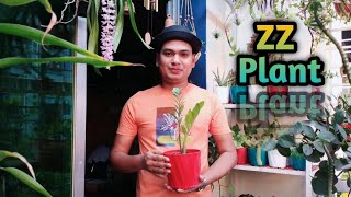 জিজি প্ল্যান্ট | জেডজেড প্ল্যান্ট | ZZ Plant | Indoor plant care |  গাছ পরিচিতি