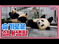 (SUB) A collection of unreleased footage of Rui and Hui's indoor life│Panda World