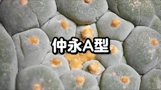 日本纯种仲永A型大疣银，一颗命途多舛的名家球，终于到我手里了