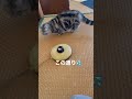 やはりおもちゃお気に召さない猫 おもちゃ 猫 cat cats toys animal animals