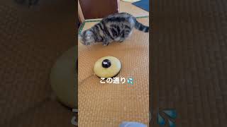 やはりおもちゃお気に召さない猫#おもちゃ#猫#cat#cats #toys #animal #animals