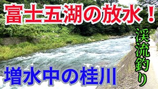 【渓流釣り】富士五湖が放水!?増水中の山梨県 桂川＆葛野川で渓流釣り！視聴者の方にご案内して頂きました！