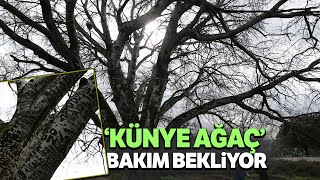 Askerlerin Künyelerini Kazıdıkları Ağaç Bakımsızlıktan Çürüyor