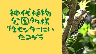 神代植物公園多様性センターのコゲラ