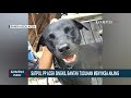 satpol pp aceh singkil bantah siksa anjing canon di pulau banyak