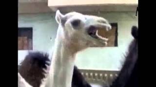 ticklish camel