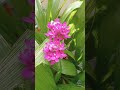 Groundorchid #orchid #flower #garden #shorts #short