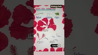 #China Rose Dissection  #Hibiscus#viral#short#video#easy# trick to learn botany# new #trendy #video#