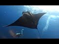 Socorro (Revillagigedo Islands) Scuba Diving in 4K (Mexico, Mar 2024)