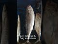 penampakan tuna gigi anjing dog tooth tuna dan review harga di paotere makassar