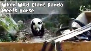 A Wild Giant Panda Discovered In Hanzhong ,Shaanxi  | iPanda