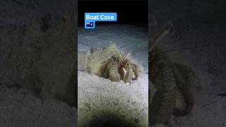 West Caicos (TCI 🇹🇨) - Giant Hermit Crab #crab #caribbean #nightdive #boatcove #diving