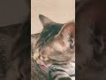 音に合わせて首振る猫