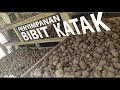 Cara MENYIMPAN BIBIT KATAK PORANG dengan BENAR