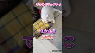 【でぶねこオッドアイ】老猫ちゃんと喧嘩後…しっかり反省してる様子なので無問題w #猫 #ねこ #猫のいる暮らし #でぶねこ #白猫 #オッドアイ #老猫 #喧嘩 #反省 #ごめん寝 #ポーズ