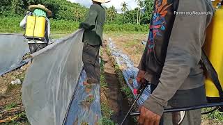 v157: Technique of controlling weeds in Watermelon and Melon creeping area.