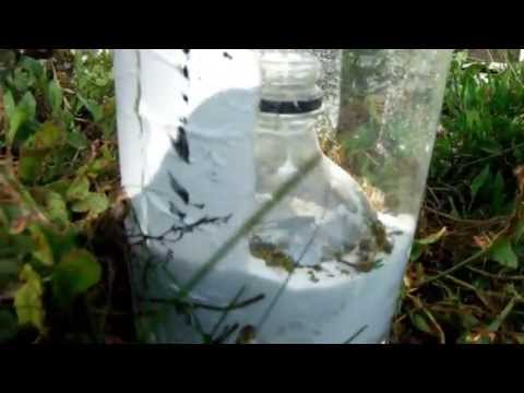 How to kill Ground Bees How to kill Ground Bees