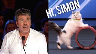 The Savitsky Cats: Super Trained Cats Wows On America
