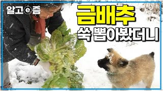 굽이굽이 산골 덩그러니 있는 고택 한 채. 겨울 냄새 가득한 심심산골 겨울 밥상｜한국기행｜알고e즘