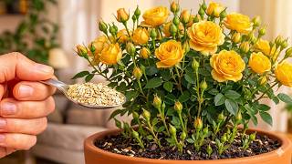 BOOM! Just 1 Spoonful Unlocks Explosive Rose Blooming & Nonstop New Shoots! 🌹 (Grower’s Secret)