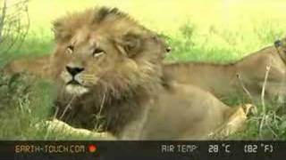 Lions ready to mate in spectacular afternoon light