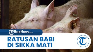 Ratusan Babi di Sikka Mati Kena ASF, Peternak Rugi Ratusan Juta Rupiah