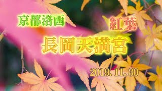 ぶらり散策☆京都洛西！長岡天満宮☆紅葉2019