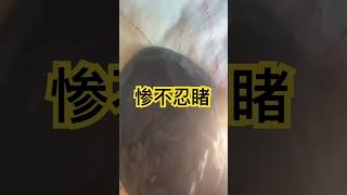 言爵翡翠珠宝一手货源超高性价比，纯天然高贵的品质亲民的价格，是你一生的珠宝首饰的伴侣。 #翡翠原石 #翡翠 #珠寶