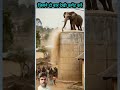 हाथी के साथ बहुत बुरा किया लास्ट में elephant 2025shorts sigmafimale newvideo 2025trending