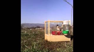 Καρδερίνα κράχτης (Carduelis Carduelis)