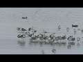 american avocets hillsborough bay nov15 2022