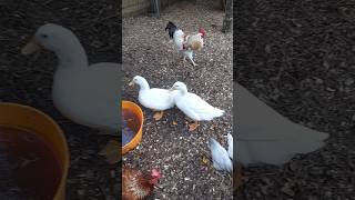 Pekin Ducks Thrive In Groups