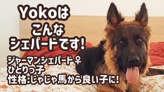 【ジャーマンシェパード】愛犬と過ごしたこの1年を振り返ってみました！