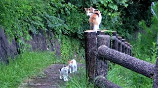 山頂までついて来た三毛母猫があとから子猫を呼び出して連れてきた😺