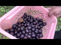 muscadine grape harvest building your immune system with muscadine grapes