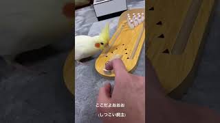 オカメインコのおちぇん!ボーリングあそび🐥