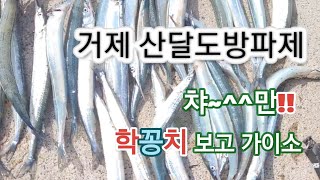 거제 산달도방파제 (차~만 학꽁치  보고 가이소》