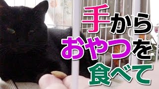 【Jean 0633】黒猫が家にやってきた！ 手からおやつを食べて欲しい　元野良猫の保護里親記録  Jean \u0026 Pont, a former stray cat.