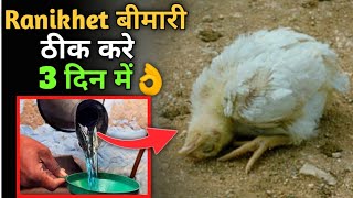 Ranikhet बीमारी का रामबाण देशी इलाज👌|| Amazing Homemade Treatment for Newcastle Disease in Poultry