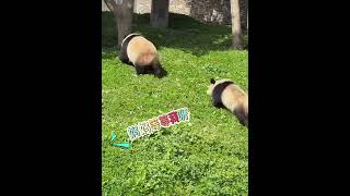 10.14思雪抱摔宝宝，思雪仔一直追着妈妈跑 #panda #大熊猫思雪 #神树坪基地