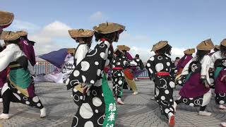 雅華組@2019❜　 ～ 鼓動  黒潮よさこい祭り　利根川会場