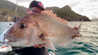 Straylining For Big New Zealand Snapper