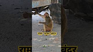 Shri Ram Bhagat | #shorts #shortsfeed #monkey #youtubeshorts #shortvideo #viral #trending #animals